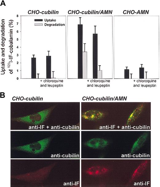 Figure 4. Effect of AMN on endocytosis of IF-cobalamin in cubilin-expressing CHO cells. (A) Endocytosis of 125I–IF-cobalamin after 4 hours at 37°C in cubilin and AMN single transfectants and in cubilin/AMN double transfectants, in the absence and presence of the lysosomal enzyme inhibitors chloroquine and leupeptin. Degradation (▪) represents the cell-mediated increase in TCA-soluble radioactivity in the medium, and uptake (▦) represents cell-associated radioactivity plus cell-mediated degradation. Error bars indicate SD. (B) Confocal immunofluoresence microscopy of the transfected cells incubated with IF-cobalamin at 37°C. Only the double cubilin/AMN transfectants take up IF-cobalamin as seen by vesicular staining of IF. Original magnification, × 630.