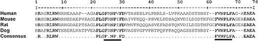 Figure 5. Multiple species amino acid alignment of the AMN cytoplasmic domain. Alignment of human (GenBank accession no. NP 112205), mouse (accession no. NP 291081), rat (accession no. XP 234547), and dog (accession no. AY 368152) AMN sequences (single-letter amino acid code) was performed by web-based software.33 Residues highlighted in black are identical in all 4 species. Two conserved copies of the internalization signal FXNPXF are underlined.