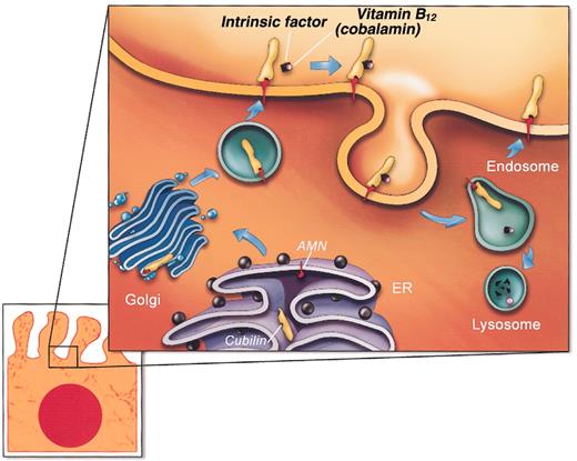 Figure 6. A model of AMN and cubilin assembly in the biosynthetic pathway and recycling in the endocytic apparatus of polarized epithelial cells. The depicted model is consistent with data presented here and current paradigms of endocytic receptor expression. This depiction does not show that AMN is sensitive to cleavage close to the transmembrane segment leading to partial shedding of cubilin/AMN to the extracellular fluid.