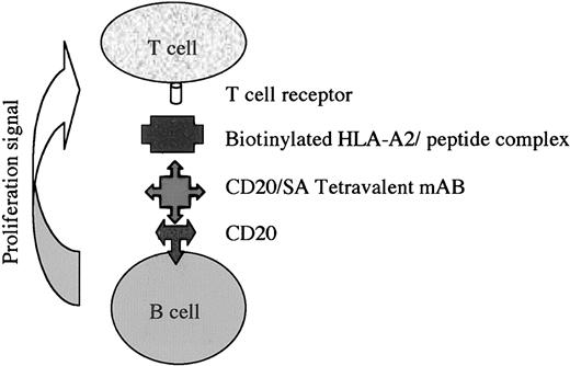 Figure 1. Diagram demonstrating the 2-step antibody-targeted delivery of biotinylated HLA class I/peptide complexes to CD20 on the surface of B cells, as used in these experiments.