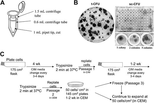Figure 1. Schematic for the isolation of mMSCs. (A) The ends of each tibia or femur were removed, and the bones were placed in a pipet tip within a centrifuge tube. The cells were pelleted by centrifugation for 1 to 2 minutes at 400g. (B) Representative t-CFU and sc-CFU analysis. (C) The culturing steps for isolation and expansion of mMSCs.
