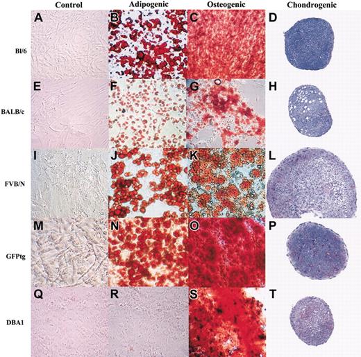 Figure 5. Differentiation of mMSCs in culture. mMSCs were incubated to confluency in CEM and then transferred to adipogenic or osteogenic medium for 21 days. Chondrogenesis was produced by incubating 200 000 mMSCs as a micromass pellet in chondrogenic media for 21 days. All mMSCs were passage 7, except GFPtg cells, which were passage 4. Original magnification, × 10.