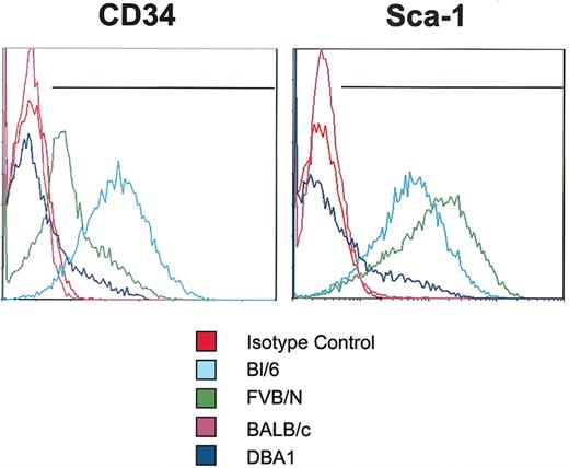 Figure 6. Assays of CD34 and Sca-1 epitopes on mMSCs. Passage 7 mMSCs were incubated with antibodies for CD34 or Sca-1 and assayed by FACS. Each antibody was tested individually, and isotype controls were gated to less than 1%. Representative plots from 3 samples from each strain are shown.