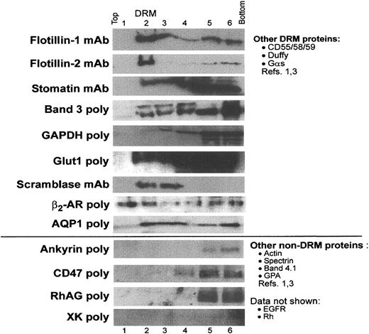 Figure 5. Major and minor erythrocyte membrane proteins partition into DRM rafts to varying degrees. Uninfected erythrocyte membranes were extracted in 1% Tx-100 and subjected to sucrose density gradient centrifugation as described in “Materials and methods.” Fractions 1 to 6 were acetone precipitated and separated by SDS-PAGE. Blots were probed with appropriate primary and horseradish peroxidase–conjugated secondary antibodies and imaged as described. Results are shown for selected antibodies, oriented with the lightest, low-sucrose fraction on the left and the heaviest, sucrose-rich loading zone on the right. Fraction 2 contains DRMs. Adobe Photoshop (Adobe, San Jose, CA) was used to adjust brightness and contrast. EGFR indicates epidermal growth factor receptor; GPA, glycophorin A.