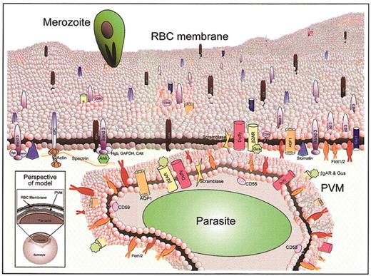 Figure 7. Model of erythrocyte DRM rafts and their enrichment in the malarial vacuolar membrane. The uninfected erythrocyte membrane contains a dynamic milieu of generalized lipid domains (gray spheres) and raft microdomains (pink spheres) containing various proteins. Some proteins partition heavily into raft domains (ie, flotillins), while others are only minimally present in rafts (ie, band 3, Glut1). During malaria infection, merozoite-stage parasites invade erythrocytes to reside in a membrane-bound parasitophorous vacuole. The PVM becomes selectively cholesterol-enriched, and 10 of the known raft proteins are internalized to the PVM (flotillin-1 and -2, Gαs, β2-AR, AQP1, Duffy, CD55, CD58, CD59, scramblase). Most of the abundant erythrocyte membrane proteins are not internalized to the PVM (ie, glycophorins A and C, cytoskeleton-associated band 3, and others). The lower left inset shows the perspective of the model, which depicts a whole infected erythrocyte and a magnified view through the plasma membrane and PVM of a malaria-infected erythrocyte. Because the PVM is formed by invagination of the plasma membrane, proteins that are cytoplasmically oriented in uninfected cells remain so upon infection; protein structures exposed to the extracellular space face the vacuolar space upon infection. 4.1 indicates band 4.1.