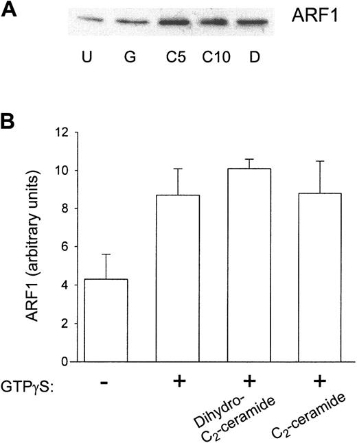 Figure 5. ARF translocation to the plasma membrane in the reconstituted system was not inhibited by prior C2-ceramide treatment. Aliquots were taken from samples in experiments described in Figure 4. These aliquots were ultracentrifuged, and the pellets were solubilized in sample buffer to run 12.5% SDS-PAGE. Proteins were transferred, and Western blots were performed with antibody against ARF1. (A) A representative Western blot. U indicates unstimulated; G, GTPγS; C, C2-ceramide (5 and 10 μM); D, dihydro-C2-ceramide. (B) Scanning densitometry of the ARF1 band in Western blots. Data shown are the mean ± SEM of 5 experiments.