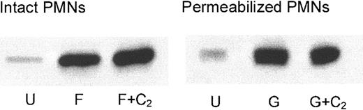 Figure 7. RhoA translocation to the plasma membrane in intact and streptolysin O–permeabilized PMNs treated with C2-ceramide (C2). Intact PMNs were activated with 100 nM FMLP (F), whereas permeabilized PMNs were treated with 10 μM GTPγS (G). Cells were disrupted by probe sonication, and cytosol was separated from membranes by ultracentrifugation. Membrane pellets were solubilized in sample buffer to run 12.5% SDS-PAGE. Proteins were transferred, and Western blots were performed with antibody against RhoA. U indicates unstimulated. Results are representative of 4 experiments.