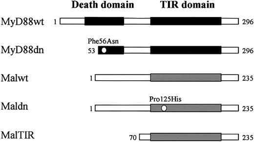 Figure 1. Wild-type (wt) and dominant-negative (dn) forms of MyD88 and Mal/TIRAP used in the present study. MyD88wt contains an N-terminal DD and a C-terminal TIR domain, whereas Malwt lacks a DD but still contains a C-terminal TIR domain. MyD88dn has a point mutation (Phe56Asn) and a 52–amino acid deletion spanning its DD that disrupts DD-DD interactions. Maldn has a point mutation (Pro125His) in its TIR domain that disrupts TIR domain interactions. MalTIR consists only of the Mal/TIRAP TIR domain.