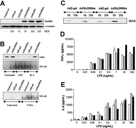 Figure 2. MyD88dn inhibits IL-1– but not LPS-induced NF-κB activation or cytokine production (for LPS) in human macrophages. Macrophages were generated from peripheral blood monocytes after 2 days of culture with 100 ng/mL M-CSF. Marcophages were infected for 2 hours with adenoviruses overexpressing β-galactosidase or MyD88dn in serum-free medium. Then cells were cultured in complete medium for another 2 days and treated with 20 ng/mL IL-1, 20 ng/mL TNFα, or 0.01 ng/mL to 100 ng/mL LPS. For Western blot and EMSA, 10 ng/mL LPS was used. (A) The expression of MyD88dn at different MOIs was examined by Western blot. (B) After 45 minutes of treatment, cytosolic and nuclear extracts were collected and assayed for IκBα by Western blot (upper panel) and NF-κB DNA binding by EMSA (lower panels). (C) After 20 hours of treatment with LPS, cytosolic extracts were collected and assayed for IRAK degradation by Western blot. After 20 hours of treatment with LPS, supernatants from uninfected (white bars), Adβ-gal–infected (gray bars), or AdMyD88dn-infected (black bars) cells were collected and assayed by ELISA for TNFα (D) and IL-6 (E). Mean cytokine production (± SD) of triplicate cultures is shown and is representative of 5 independent experiments from unrelated donors.