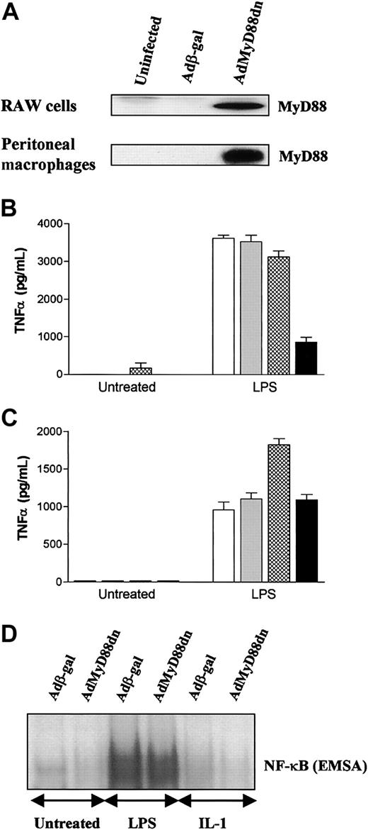 Figure 3. MyD88dn inhibits LPS-induced TNFα production in mouse RAW cells but not in perinoneal macrophages. RAW cells and murine peritoneal macrophages were left uninfected (white bars) or infected for 2 hours with adenoviruses overexpressing β-galactosidase (gray bars), MyD88wt (cross-hatched bars), or MyD88dn (black bars) in serum-free medium, and then cultured in complete medium for another day. (A) Cells were lysed and cytosolic extracts collected and examined for the expression of MyD88. RAW cells (B) and peritoneal macrophages (C) were treated with 1 μg/mL LPS for an additional 20 hours, and supernatants were assayed by ELISA for TNFα. Mean cytokine production (± SD) of triplicate cultures is shown and is representative of 3 independent experiments. Peritoneal macrophages were also treated with 1 μg/mL LPS or 20 ng/mL IL-1 for 45 minutes and nuclear extracts were collected and assayed for NF-κB activation by EMSA (D).