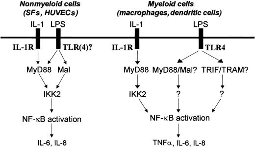 Figure 7. LPS uses a different framework of signaling molecules such as TLR4, MyD88, Mal, and IKK2 to activate NF-κB and induce NF-κB–dependent cytokine production in human nonmyeloid (SFs and HUVECs) and myeloid cells (macrophages and dendritic cells).