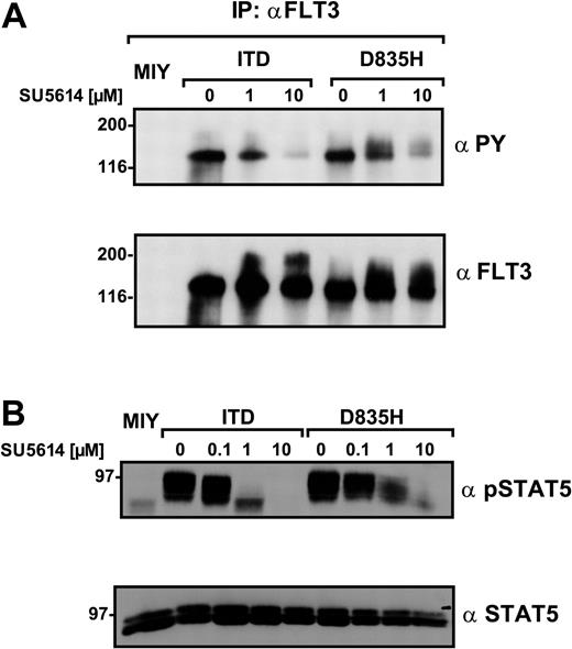 Figure 3. The FLT3 PTK inhibitor SU5614 down-regulates autophosphorylation of the FLT3-ITD but not FLT3-D835H receptor mutants. (A) 293T cells were transiently transfected with empty vector (MIY), FLT3-ITD, and FLT3-D835H constructs. Forty-four hours after transfection the cells were incubated with SU5614 as indicated for 4 hours and lysed. FLT3 was immunoprecipitated with a polyclonal anti-FLT3 antibody. Tyrosine phosphorylation of FLT3 was determined by Western blot analysis with the use of a monoclonal anti-PY antibody, and identical loading was confirmed by reblotting with a polyclonal anti-FLT3 antibody. (B) The expression and phosphorylation of STAT5 in Ba/F3 MIY-, FLT3-ITD–, and FLT3-D835H–expressing cells treated with 0.1, 1, and 10 μM SU5614 or untreated cells was determined by Western blot analysis in crude lysates with the use of polyclonal pSTAT5 and anti-STAT5 antibodies.