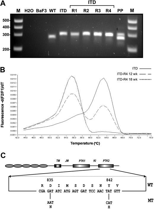 Figure 6. Molecular characterization of SU5614-resistant cells. (A) The juxtamembrane region of FLT3 was amplified by PCR with the use of the published primer pair 11F and 12R,48,49 and PCR products were separated by agarose gel electrophoresis and viewed under UV illumination after ethidium bromide staining. M indicates DNA molecular weight marker; H2O, water control; Ba/F3, native Ba/F3 cells; WT, Ba/F3 FLT3-WT; ITD, Ba/F3 FLT3-ITD; ITD-R1-4, Ba/F3 FLT3-ITD-R1-4; PP, positive control (patient with AML carrying a FLT3-LM). (B) Detection of FLT3-TKD mutations was performed by melting curve analysis after amplification of a 244-bp fragment by real-time PCR as described previously.50 In the presence of the FLT3-TKD wild-type sequence or the FLT3 TKD mutant DNA the fluorescence peak is observed at 63°C and 55°C, respectively. (C) The structural domains of the FLT3 protein with the position of the TKD mutation found in Ba/F3 FLT3-ITD-R1-4 cells (D835N and Y842H) are shown.