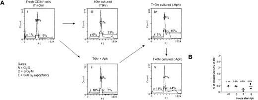 Figure 4. Effect of cell cycle synchronization on BM homing of cultured CD34+ cells. (A) Freshly isolated CD34+ cells reside in the G0/G1 phase of the cell cycle (i). Cells were stimulated with SCF, FL, or TPO for 16 hours, after which they were reversibly blocked at the G1/S transition by 24-hour treatment with 2 μg/mL aphidicolin (ii) or were kept in initial conditions (iii). Aphidicolin-treated cells were washed extensively and were replated in fresh medium and cytokines to allow cell cycle progression. Cells entered the S phase after 3 hours (iv) and reached G2/M at 6 hours (v). Cell cycle status was determined by DNA staining with PI, and the percentage of cells in the G0/G1 or S/G2/M phase of 1 representative experiment is shown. (B) Cell populations ii to v, as indicated in panel A, were infused into NOD/SCID (1-2 × 106 cells/animal). Homing of CFCs to the BM was analyzed at 24 hours. Data are given for individual animals in 2 independent experiments as percentage homing of GM-CFCs. Mean values are represented by bars.