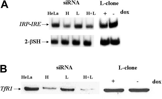 Figure 2. IRP activity and TfR1 expression in L-clone and HeLa cells transfected with siRNAs. HeLa cells were transfected with 1.6 μg H-siRNA (H), L-siRNA (L), or the 2 together (H+L) and analyzed 40 hours later, while L-clone was grown in the presence (dox+) or absence (dox-) of doxycycline for 7 days before analysis. (A) Samples of 2 μg of total soluble protein extracts were incubated with a 32P-labeled IRE H-ferritin probe in the absence or presence of 2% 2-mercaptoethanol (2-β–SH), and the RNA-protein complexes were separated on nondenaturing gel electrophoresis and exposed to autoradiography. (B) Thirty micrograms of cellular extracts were loaded on 12% SDS-PAGE, blotted with a mouse antihuman transferrin receptor antibody (α-TfR1), and developed by ECL. Representative of 3 independent experiments with similar results.
