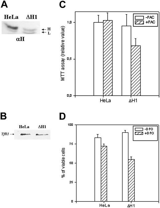 Figure 5. Analysis of the stable clone. (A) Immunoprecipitation experiments on untrasfected (HeLa) and ΔH1 homogenate cells. The cells were metabolically labeled as described in “Materials and methods,” and 4 × 106 cpm of the cytosolic lysates were precipitated with saturating amounts of anti–H-ferritin antibody (αH). The precipitates were analyzed on 12% SDS-PAGE and exposed to autoradiography. Representative of 2 independent experiments with similar results. (B) Cellular extracts of untrasfected cells and ΔH1 clone were separated on 12% SDS-PAGE and blotted with an anti-TfR1 antibody. Representative of 2 independent experiments with similar results. (C) Analysis of the cells' vitality by MTT assay after growth in the presence or absence of 1 mM ferric ammonium citrate (+/-FAC) for 18 hours. (D) Cell mortality was monitored by trypan blue exclusion method after growing the cells without or with 0.1 mM DFO for 2 days. The data are expressed as percentage of the unstained cells to the number of cells counted. Data of panel C and D are means and SD of 3 independent experiments in octaplicate and triplicate, respectively.