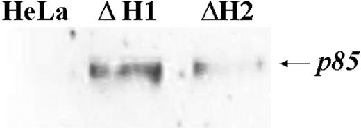 Figure 6. PARP blotting. The fraction of apoptotic cells was determined by blotting analysis of cell homogenates of 2 different stable clones with anti-p85 PARP antibody after running on 12% SDS-PAGE. The H-ferritin content in the 2 clones, ΔH1 and ΔH2, are 98 and 190 ng/mg of total proteins, respectively. Representative of 2 independent experiments with similar results.