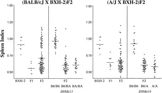 Figure 2. Segregation of splenomegaly in F2 mice derived from BXH-2. F1 and F2 animals derived from (BALB/cJ × BXH-2) and from (A/J × BXH-2) crosses were killed and spleen index was calculated as described in “Materials and methods.” For individual F2 crosses, mice were further separated according to homozygosity or heterozygosity for C57BL/6J (B6), BALB/cJ (BA), or A/J (A) alleles at D8Mit13 (polymorphic with BALB/cJ) or D8Mit14 (polymorphic with A/J). BXH-2 is fixed for B6 alleles at D8Mit13 and D8Mit14. Dots represent individual mice, and means for each group are shown as lines on the graphs.