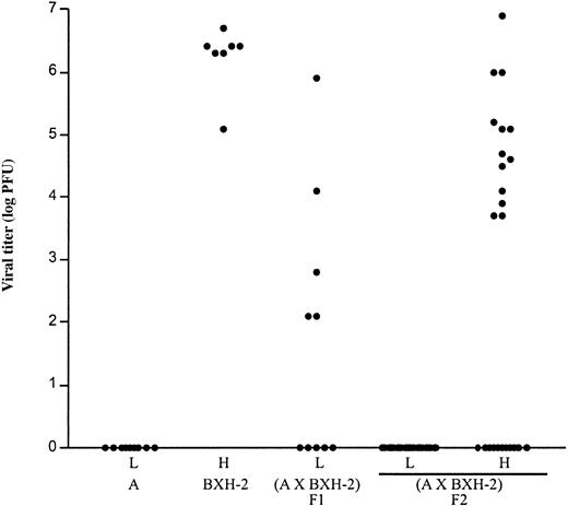 Figure 7. Detection of B-ecotropic murine leukemia virus (MuLV) in the spleen of mice segregating the splenomegaly phenotype. Spleen cells from control A/J (5- to 13-week-old) and BXH-2 (5- to 16-week-old) parents and from (A/J × BXH-2) F1 (20- to 36-week-old) and F2 (5- to 16-week-old) mice showing either presence (high SI; H) or absence (low SI; L) of splenomegaly were harvested and used to detect the presence of B-ecotropic virus by an XC plaque assay, as described in “Materials and methods.” BALB 3T3 mouse cells were exposed to serial dilutions of mitomycin C–treated splenocytes. After reaching confluence, the infected cultures were UV irradiated and overlaid with XC cells. Forty-eight hours later, cells were fixed and stained for syncytial plaques count (plaque-forming units, PFU), and a viral titer was calculated (log PFU).