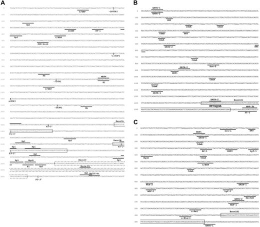 Figure 3. Genomic nucleotide sequence of the 5′-UTR and promoter regions of the AC133 gene. Frames highlight exons. Putative transcription binding sites are underlined or top lined. Bold underlined nucleotide letters indicate either 5′ or 3′ end sites for different AC133 promoter constructs. Mapping based on AliBaba2.1 and TFsearch prediction for 90% to 100% matches only. (A) Genomic nucleotide sequence of promoters P1, P2, and P3. Accession number in GenBank: AY275524. (B) Genomic nucleotide sequence of promoter P4. Accession number in GenBank: AY438641. (C) Genomic nucleotide sequence of promoter P5. Accession number in GenBank: AY438640.