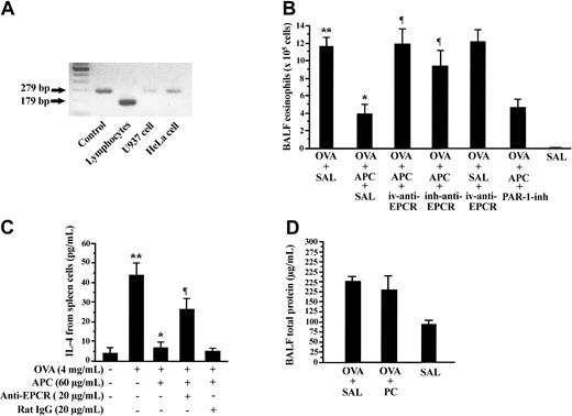 Figure 4. Effect of anti-EPCR antibody and PAR-1 inhibitor on APC-mediated suppression of allergic inflammation. Different pairs of primers (Table 1) were used for amplification of mouse (179 bp) and human EPCR (279 bp). (A) Murine lymphocytes, U-937 cells, and HeLa cells expressed EPCR mRNA, as demonstrated by RT-PCR. (B) Pretreatment of mice with intravenous injection (OVA + APC + iv-anti-EPCR) or inhalation (OVA + APC + inh-anti-EPCR) of antimouse EPCR significantly blocked APC-induced decreases in BALF eosinophilic counts. Inhalation of PAR-1 inhibitor exerted no effect on APC suppressive activity. (C) APC-mediated inhibition of IL-4 was also significantly decreased by anti-EPCR antibody in spleen lymphocytes. (D) Total protein level in BALF from OVA-sensitized mice treated with inhaled PC (OVA + PC) was not significantly different from that in OVA-sensitized mice treated with inhaled saline (OVA + SAL). Data represent the mean ± SD of 12 measurements from 2 separate experiments. *P < .05, compared with OVA + SAL or OVA alone group; **P < .05, compared with the SAL and OVA (–) group; ¶P < .05, compared with the OVA + APC + SAL group.