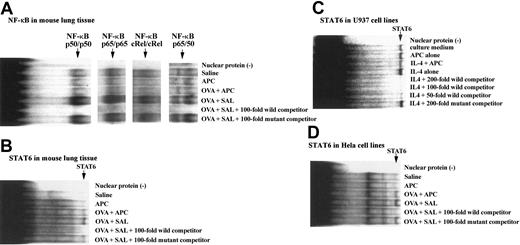 Figure 6. Effect of APC on binding of STAT6 and NF-κB oligonucleotides to nuclear proteins. The binding capacity of both NF-κB (A) and STAT6 (B) oligonucleotides to nuclear proteins was significantly increased in the OVA + SAL group compared with the saline group. However, the binding activity of both oligonucleotides was significantly decreased in mice of the OVA + APC group compared with the OVA + SAL animals. No binding activity of STAT6 or NF-κB oligonucleotides was observed in the APC group. The figure shows the representative results of experiments performed 3 times from 3 separate experiments. The effect of APC on STAT6 was also evaluated in cell lines known to have an intact JAK/STAT pathway. APC inhibited markedly the binding of STAT6 oligonucleotides to nuclear proteins from both U-937 (C) and HeLa cells (D). The figure is the representative of 3 experiments carried out using 4 different samples.