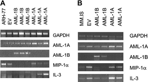 Figure 1. The mRNA expression levels of AML-1A, AML-1B, MIP-1α, and IL-3 in myeloma cell lines. The mRNA expression levels of AML-1A, AML-1B, MIP-1α, and IL-3 in myeloma cell lines expressing AML-1A or AML-1B. ARH-77 (A) and MM.1S (B) cell lines were stably transfected with AML-1A, AML-1B, or empty vector (EV), and the mRNA expression levels of MIP-1α and IL-3 were determined. Three independent ARH-77 single-cell clones (A) and 2 independent MM.1S single-cell clones (B) stably transfected with AML-1A or AML-1B were examined by RT-PCR analysis as described in “Materials and methods.” GAPDH was used as an internal control.