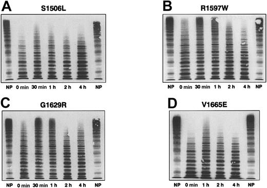 Figure 3. VWF multimeric structure before and after DDAVP administration in 4 patients with type 2A VWD. Plasma of healthy controls (NP) and of 4 patients with type 2A VWD with mutations S506L (A), R1597W (B), G1629R (C), and V1665E (D) before and 30 minutes, 1 hour, 2 hours, and 4 hours after DDAVP administration are shown (from left to right). In the 2 patients with the first group of type 2A defects (S1506L and V1665E), there were no changes in the proportion of the high-molecular–weight multimers after DDAVP or in the prolonged BT (more than 30 minutes) and low VWF:RCo/Ag ratios (less than 0.30) observed at baseline (Table 2). Conversely, in the 2 patients with the second group of type 2A defects (R1597W and G1629R), a transient appearance of high-molecular–weight multimers is observed after DDAVP administration and transient normalization (6 and 10 minutes) of the prolonged BT (more than 30 minutes at baseline). The low VWF:RCo/Ag ratios (less than 0.30) observed at baseline did not change appreciably (Table 2).
