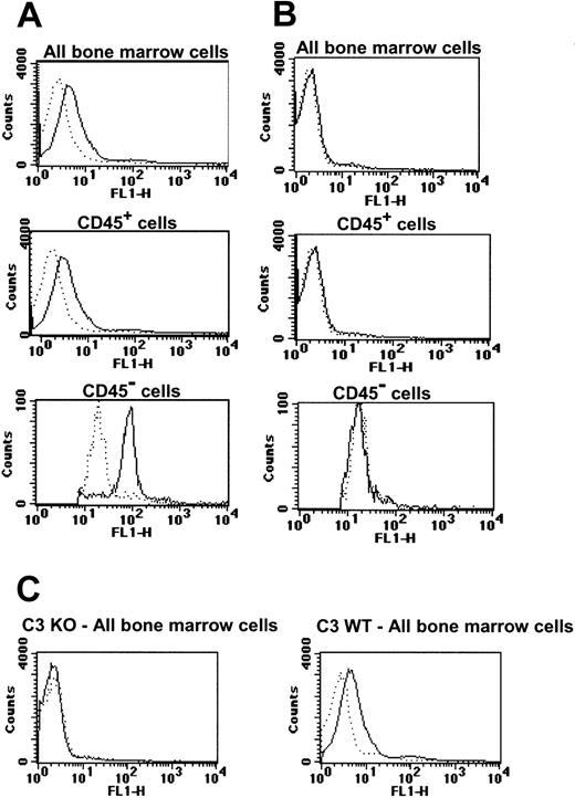Figure 5. G-CSF–induced mobilization triggers C3 activation in BM. Mice were mobilized with G-CSF, and BM cells were isolated and examined for bound C3 by staining with affinity-purified antimouse C3–Oregon Green and flow cytometry. In all tests, wild type C3+/+ (solid lines) were tested in parallel with C3-deficient (C3–/–) mice (dashed lines). (A) Upper histogram: detection of bound C3 on the entire BM cell population after 3 days of treatment with G-CSF. Middle histogram: examination of CD45+ cells (leukocytes) shows that the majority of cells express detectable C3 when compared with the CD45+ cells from a C3–/– mouse (control for antibody specificity). Bottom histogram: analysis of the CD45– stromal cells shows far more bound C3 is present on stromal cells than on the CD45+ leukocytes. (B) Isotype controls with the use of Oregon Green–conjugated nonspecific IgG. (C) For each test, BM cells from mice that were either not treated or treated with G-CSF were examined in parallel to show that G-CSF treatment selectively produced C3 staining with wild-type but not with C3-deficient mice. Left panel: detection of bound C3 on the entire BM cell population from a C3–/– mouse (KO) after 3 days of treatment with G-CSF (solid line) or nontreated animals (dotted line). Right panel: detection of bound C3 on the entire BM cell population from a wild-type mouse (WT) after 3 days of treatment with G-CSF (solid line) or nontreated animals (dotted line). An additional control for the lack of dead-cell nonspecific staining used a nonspecific Oregon Green–labeled IgG Ab that exhibited the same low level of staining with both the wt and C3-deficient mouse BM cells (not shown). This experiment was repeated 3 times with similar results.