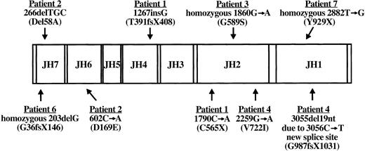 Figure 2. Diagram of patient JAK3 mutations. The coding region of wild-type JAK3 with its 7 JH domains is shown along with JAK3 mutations identified in the 6 SCID patients described in this report. For each patient, the cDNA mutation and resultant protein abnormality (in parentheses) are indicated. Note that patients 1, 2, and 4 are compound heterozygotes bearing 2 different mutations, whereas patients 3, 6, and 7 are homozygous for a single mutation. No mutations have been detected yet in patient 5. Nucleotide numbers correspond to the published cDNA sequence (U09607).23 X indicates stop codon; and fs, frameshift.