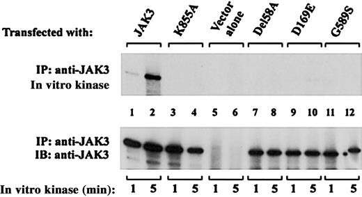 Figure 4. Mutants derived from patients 2 and 3 lack JAK3 catalytic activity. COS-7 cells transfected with the indicated cDNAs were lysed and immunoprecipitated with anti-JAK3 antibody. In vitro kinase assays of JAK3 autophosphorylation were performed at room temperature on the immunoprecipitates for 1 or 5 minutes as indicated. Samples were then resolved by SDS-PAGE, transferred to nitrocellulose, and subjected to autoradiography to visualize32P incorporation (top blot). The membrane was probed with anti-JAK3 Ab to assess expression level and gel loading of the various JAK3 proteins (bottom blot).