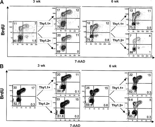 Figure 7. Advantage of AKR/J thymocytes is not due to increased proliferation capability. Mixed BM chimeras reconstituted with 50% of AKR/J inoculum were analyzed for in vivo incorporation of BrdU at 3 and 6 weeks after transfer. BrdU (1 mg) was twice injected intraperitoneally at 4-hour intervals, and analysis was performed 1 hour after the last injection. (A) Thymocytes were analyzed by 4-color staining by using biotin–anti-Thy1.1, PE–anti-Thy1.2, FITC–anti-BrdU, and 7-AAD. FACS profiles show BrdU versus 7-AAD staining in total thymocytes and in gated Thy1.1+ or Thy1.2+ cells. (B) Thymocytes were analyzed by 4-color staining by using a cocktail of PE–(anti-CD4, anti-CD8, anti-TCRαβ) antibodies together with FITC–anti-BrdU, 7-AAD, and biotin–anti-Thy1.1 or biotin–anti-Thy1.2. FACS profiles show BrdU versus 7-AAD staining in gated TN (CD4–CD8–TCRαβ–) thymocytes and in gated Thy1.1+ or Thy1.2+ TN thymocytes. Results (A-B) are representative of 4 independent experiments with n = 3 mice per group of BM chimeric mice. Numbers shown in FACS profiles denote percentages of cells that fall into each quadrant.