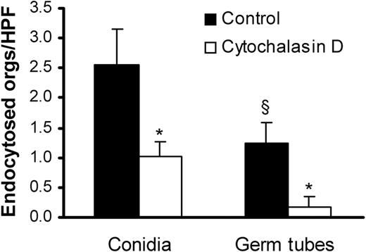 Figure 2. Endocytosis of A fumigatus by endothelial cells. A fumigatus H237 conidia and germ tubes were incubated with endothelial cells for 45 minutes in the presence (□) or absence (▪) of the microfilament inhibitor, cytochalasin D. The number of organisms (orgs) endocytosed by the endothelial cells was determined by a differential fluorescence assay. Results are mean ± standard deviation of 3 experiments. *P < .001 compared with cells without cytochalasin D; §P < .05 compared with conidia.