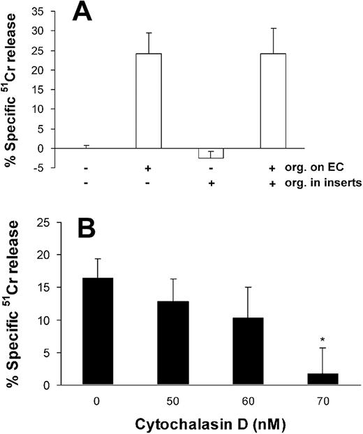 Figure 5. Effects of cell contact and endocytosis on endothelial cell injury caused by A fumigatus. (A) Extent of endothelial cell injury caused by conidia of A fumigatus H237 that were added directly onto endothelial cell monolayers in a 24-well plate and/or into 0.4 μm cell culture inserts suspended above the monolayers. (B) Extent of endothelial cell injury caused by A fumigatus H237 conidia in the presence of the indicated concentrations of the microfilament inhibitor, cytochalasin D. Endothelial cell injury was measured after 8 hours of infection and the results are the mean ± standard deviation of at least 3 independent experiments. Error bars indicate standard deviation. *P < .001 compared with control.