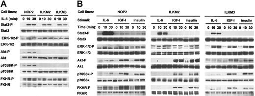 Figure 2. IL-6 stimulation induced the phosphorylation of Akt, p70S6K, and FKHR in NOP2 but not in ILKM2 and ILKM3. Phosphorylation of Stat3, ERK1/2, Akt, p70S6K, and FKHR in myeloma cell lines stimulated with IL-6 (2 ng/mL), IGF-I (100 ng/mL), or insulin (100 ng/mL) for 0, 10, or 30 minutes was determined by Western blot analysis using phospho-specific antibodies. Western blots of 3 cell lines by IL-6 stimulation on the same blot (A) and of each cell line by 3 reagents (B) are shown. IL-6 stimulation induced the phosphorylation of Akt, p70S6K, and FKHR in NOP2 but not in ILKM2 and ILKM3, whereas the phosphorylation of ERK1/2, Akt, p70S6K, and FKHR but not of Stat3 in NOP2, ILKM2, and ILKM3 stimulated with IGF-I or insulin was comparable with NOP2 with IL-6.