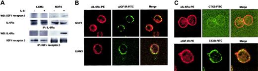 Figure 6. IL-6Rα and IGF-I receptor formed a complex on plasma membranes of NOP2. (A) IP-Western analysis showed IL-6–dependent coprecipitation of IL-6Rα and IGF-I receptor β in NOP2 but not in ILKM3. (B) Confocal laser microscopy showed the colocalization of IL-6Rα labeled with PE (red) and IGF-I receptor labeled with FITC (green) in NOP2 but not in ILKM3. Colocalization is shown in yellow in the merged pictures. (C) Some IL-6Rα and IGF-I receptors were located at lipid rafts in NOP2. IL-6Rα or IGF-I receptor was recognized by specific antibodies labeled with PE (red), while lipid rafts were indicated in green with FITC-conjugated cholera toxin B subunits (CTXB). Fluorescent imaging at an initial magnification of × 630.