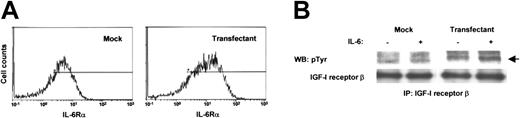 Figure 7. IGF-I receptors were phosphorylated by IL-6 in IL-6Rα–transfected U266. (A) Flow cytometry showed the elevated expression of IL-6Rα on IL-6Rα–U266. (B) IP-Western analysis showed the phosphorylation of IGF-I receptor β by IL-6 (2 ng/mL) in IL-6Rα–U266 but not in mock U266.