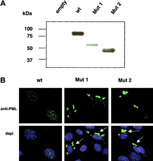 Figure 2. Molecular characterization of PML Mut 1 and Mut 2 variants. (A) Western blot analysis of wt PML, Mut 1, and Mut 2 overexpressed in PML-/- mouse fibroblasts. (B) Immunofluorescence analysis reveals that PML Mut 1 and Mut 2 localize aberrantly in the cytoplasm as indicated by the arrows. Original magnification × 60.