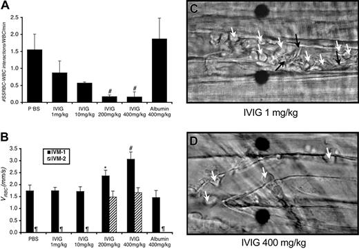 Figure 1. IVIG prevents both the interactions between sickle RBCs and WBCs and vaso-occlusion in sickle cell mice. (A) IVIG reduces RBC-WBC interactions in vivo in a dose-dependent manner; differences were significant for the groups treated with IVIG at 200 mg/kg or more. #P ≤ .01 compared with PBS, P < .05 compared with the albumin-treated group. (B) IVIG 400 mg/kg improves centerline RBC velocities (VRBC) in venules as measured during IVM 1 in real time using an optical Doppler velocimeter (Texas A&M, College Station), and the effect is sustained after TNF-α (IVM 2). *P < .05 compared with the albumin group. #P< .05 compared with both the PBS and albumin groups. ¶Groups in which the numbers of live mice and venules were too small for reliable determination. (C) Representative still frames after TNF-α administration of venules from sickle cell mice treated with 1 mg/kg or 400 mg/kg IVIG. In venules of sickle mice treated with low-dose IVIG, there are numerous interactions between RBCs (black arrows) and adherent WBCs (white arrows) accompanied by drastic reductions in blood flow in most venules. Fewer RBC-WBC interactions and adherent WBCs are observed in sickle mice treated with high-dose IVIG. Scale bar indicates 10 μm. Movie segments corresponding to these still frames (C-D) can be viewed on the Blood website. See the Supplemental Video link at the top of the online article.