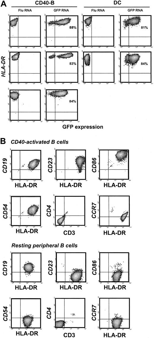 Figure 1. CD40-B and DCs express GFP after mRNA electroporation. (A) CD40-B or matured, monocyte-derived DCs from healthy donors or adult or pediatric cancer patients were electroporated with FluMP mRNA or GFP mRNA and analyzed by flow cytometry for expression of GFP and HLA-DR 12 hours after electroporation. Upper panels, healthy donor; middle panels, 58-year-old patient with hormone-independent prostate cancer; bottom panel, (CD40-B only) 17-month-old patient with neuroblastoma. Percentages shown indicate transfection efficiency. (B) Day 14 CD40-B and resting peripheral B cells from pediatric patients were analyzed by flow cytometry for cell surface expression of CD19, CD23, HLA-DR, CD86, CD54, CD3, CD4, and CCR7. Similar results were obtained for 4 healthy donors, 2 adult patients, and 4 pediatric patients.