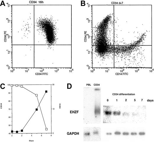 Figure 2. EHZF expression in CD34+ cells. (A) Flow cytometric analysis of purified CD34+ cells tested with anti–CD34-FITC and anti–CD38-PE. (B) Flow cytometric analysis of purified CD34+ cells after 7 days of cytokine treatment (GM-CSF, IL3, and Epo) with anti–CD14-FITC and anti–CD34-PE antibodies. (C) CD34+ cells were treated with cytokines for 1, 2, 5, and 7 days and tested with anti–CD14-FITC and anti–CD34-PE antibodies. The percentage of cells positive for CD14 (▪) and for CD34 (□) is shown. (D) Total RNA was prepared and analyzed by Northern blotting from peripheral blood leukocytes (10 μg), purified CD34+ cells either untreated (5 μg) or exposed to GM-CSF, IL3, and Epo for 1, 2, 5, or 7 days (5 μg, total). The Northern blot was first hybridized with an EHZF probe, washed and exposed for 7 days, and subsequently rehybridized with a GAPDH probe, washed and exposed for 20 hours. The down-regulation of EHZF was apparent in 2 additional CD34+ differentiation time courses analyzed by semiquantitative PCR (not shown).