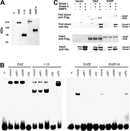 Figure 5. Expression of recombinant OAZ, EHZF, and their N-terminal domains in 293 cells. (A) Nuclear extracts were prepared from 293 cells 48 hours after transfection with either p3xFlagCMV7.1 void vector (F), pFlagCS2-OAZ(KIAA0760-L), pFlagCS2-OAZ(Zf1-13), p3xFlagCMV7.1-EHZF, or p3xFlagCMV7.1-EHZF-N-terminal (1-2000 bp). The extracts were analyzed by Western blotting with M2 antiflag antibody followed by antimouse antibody conjugated to horseradish peroxidase and ECL. (B) Lack of EHZF binding to the X2.RBS oligonucleotide. The nuclear extracts were analyzed by EMSA using 32P-labeled X2.RBS oligonucleotide. In each, panel F indicates free X2.RBS (no nuclear extract added); +, none; nuclear extract, no competition; +AP1, competition with 10-fold molar excess of unlabeled AP1 oligonucleotide; +X2M, competition with 10-fold molar excess of unlabeled X2.Mut oligonucleotide; +X2, competition with 10-fold molar excess of unlabeled X2.RBS oligonucleotide; +αFL, supershift with M2 anti–flag antibody. The higher molecular-weight complex in the 1 to 13 lanes is likely to represent 1 to 13 aggregates. The shift present in the uncompeted EHZF and EHZF-N lanes presumably reflects aspecific binding, since it is abolished by all specific and aspecific competitors. (C) Biotinylated oligonucleotide precipitation assay for the detection of BRE-interacting proteins. 293 cells were transfected with the pFlagCS2-OAZ(KIAA0760-L) or p3xFlagCMV7.1-EHZF vectors and cotransfected, when indicated, with pCDNA3-Smad1-His tagged and pCDNA-Smad4-His. The cells were treated with BMP4 (25 ng/mL) in the presence of 0.5% serum for 16 hours, 36 hours after transfection. Cell extracts were prepared, incubated with BRE-biotinylated oligonucleotide, and streptavidin-magnetic beads were used to “pull down” the proteins associated to the oligonucleotide. Western blotting was performed to identify input and “pulled down” proteins with an anti–his antibody (1:100) recognizing the Smad tagged-his constructs, and the anti–flag M2 antibody (1:500), which binds the Flag-OAZ and Flag-EHZF proteins. The figure shown is representative of 3 independent “pull down” experiments.