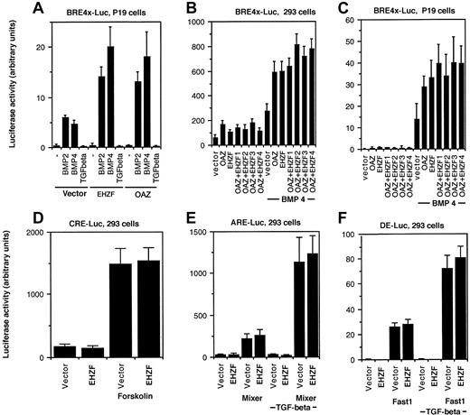 Figure 6. Transcriptional activation of BRE-dependent transcription by EHZF. P19 cells or 293 were transfected with a β-galactosidase–expression plasmid as an internal control, in addition to the luciferase reporter plasmids and plasmids containing the cDNA for the transcription factors indicated. After 18 hours the medium was changed, and at 36 hours cells were stimulated with BMP2/4 or TGF-β. Extracts were prepared and assayed for β-galactosidase 48 hours after transfection. Based on its levels, normalized amounts of extracts were assayed for luciferase activity. The results shown are the average of triplicates from at least 2 independent experiments. Error bars indicate standard deviations. (A) P19 cells were cotransfected with pBRE-Luc and either the control vector p3xFlagCMV7.1, pFlagCS2-OAZ(KIAA0760-L), or p3xFlagCMV7.1-EHZF for 36 hours and were then incubated with either 50 ng/mL BMP2, 25 ng/mL BMP4, or 5ng/mL TGF-β for 16 hours in the presence of reduced serum concentration. (B,C) 293 and P19 cells were cotransfected with either the control vector alone, pFlagCS2-OAZ(KIAA0760-L) 500 ng, p3xFlagCMV7.1-EHZF 500 ng, or pFlagCS2-OAZ(KIAA0760-L) 500 ng with the addition of either 1. (500 ng), 2. (1 μg), 3. (2 μg), 4. (4 μg) of p3xFlagCMV7.1-EHZF, for 36 hours and when indicated exposed to 25 ng/mL BMP4 for 16 hours in 0.5% serum. Cell extracts were normalized for β-galactosidase activity and assayed for luciferase activity. The 293 cells were transfected with either the vector or EHZF in the presence of (D) pCRE-Luc (with or without forskolin, 10–5M); (E) pARE-Luc (with or without cotransfected pEF-flag-Mixer), (F) pDE-Luc (with or without cotransfected pEF-Flag-Fast-1) for 36 hours and then when indicated treated with 5 ng/mL TGF-β in 0.5% serum for 16 hours.