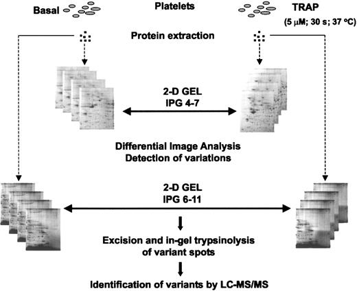 Figure 1. Experimental design for the differential analysis approach. Proteins were extracted from basal and TRAP-activated platelets and resolved in pI 4-7 and pI 6-11 2-DE gels. After detailed differential image analysis between the different sets of gels, indicated in the figure by double-headed arrows, variant spots were excised and digested. Proteins were identified by LC-MS/MS.