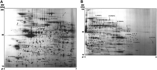 Figure 2. Synthetic 2-DE gel images representing all protein features present in the basal versus TRAP analysis. (A) pI 4-7 range. (B) pI 6-11 range. The figure shows the location on the 2-DE gels of the differential regulated protein features, how intense these features are, and where the successfully identified ones are located. Representative gels from control and stimulated platelets have not been superimposed on each other but rather each synthetic image is representative of the group of 8 gels (4 basal and 4 TRAP) for the 2 pH ranges. The original gels were used for the differential analysis. The differentially regulated features are indicated and identified labeled with their SWISS-PROT and National Center for Biotechnology Information (NCBI) accession number. B indicates protein feature only present in basal gels; T, protein feature only present in TRAP gels; B*, protein feature present in both basal and TRAP gels, expressed to a higher extent in the basal sample; and T*, protein feature present in both basal and TRAP gels, expressed to a higher extent in the TRAP stimulated sample. Further information on this figure will be available at our web site (http://www.bioch.ox.ac.uk/glycob/ogp/blood03.html).