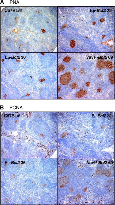 Figure 2. Pretumor VavP-Bcl2 transgenic mice display grossly enlarged germinal centers. Consecutive sections of the spleen from 18-week-old mice of the indicated strains are stained brown for (A) PNA, a marker of germinal center cells, and (B) PCNA. Stains for PCNA and PNA are coincident. Images are magnified × 20.