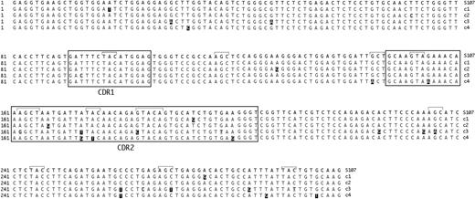 Figure 7. S107 VH gene sequences from class-switched B cells contain somatic mutations. The S107 VH germ line sequence is shown aligned with 4 S107 sequences cloned from the PCR product derived from sorted B220+ IgM- IgD- κ+ spleen cells pooled from 2 VavP-Bcl2 mice. Boxes indicate CDR regions 1 and 2. Bracketed bases in the consensus represent mutational hot spots. Boxed residues indicate mutations: those in black boxes encode amino acid changes (replacement mutations); those in gray boxes represent silent mutations.