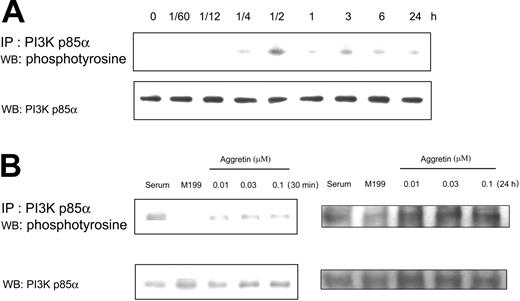 Figure 4. Effect of aggretin on PI3K p85α. (A) HUVECs (1 × 106 cells) were cultured in the presence or absence of aggretin (0.1 μM) for various times and then lysed with lysis buffer. After immunoprecipitation (IP) of PI3K p85α, HUVEC lysates were applied to SDS-PAGE (8%). Tyrosine-phosphorylated proteins were detected with Western blotting (WB) using antiphosphotyrosine mAb (4G10) coupled with ECL, and then reprobed with polyclonal antibody (pAb) against PI3K p85α. (B) HUVECs (1 × 106 cells) were cultured in the presence of various concentrations of aggretin for 30 minutes or 24 hours, and then lysed with lysis buffer. Immunoprecipitation and Western blotting were used to measure the tyrosine phosphorylation induced by aggretin, and then reprobing was performed with pAb against PI3K p85α as an internal control. The pattern shown is a representative one of at least 3 similar results.