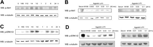 Figure 5. Effect of aggretin on Akt and ERK1/2 phosphorylation. HUVECs (1 × 106 cells) were cultured in the presence of 0.1 μM aggretin for various times, and then lysed with lysis buffer. Akt or ERK1/2 activation was detected by Western blotting (WB) using antiphosphoAkt pAb or antiphosphoERK mAb coupled with ECL, whereas α-tubulin was used as an internal control. The pattern shown is a representative one of at least 3 similar results (A,C). HUVECs (1 × 106 cells) were cultured in the various concentrations of aggretin for 30 minutes or 24 hours and then lysed with lysis buffer and detected with Western blotting using antiphosphoAkt pAb or antiphosphoERK mAb coupled with ECL, whereas α-tubulin was used as an internal control. The pattern shown is a representative one of at least 3 similar results (B,D).