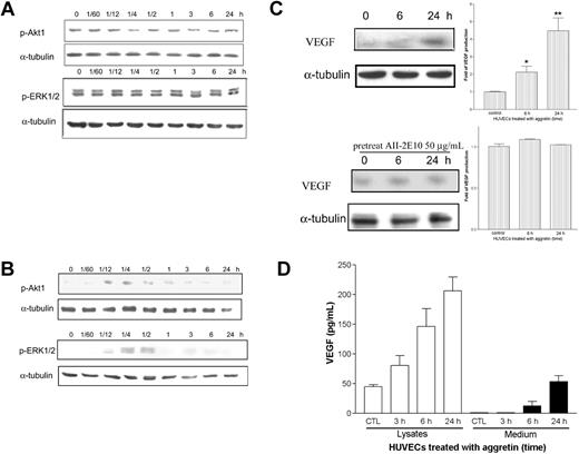 Figure 6. Effect of anti–integrin α2 mAb and VEGF mAb on aggretin-induced Akt and ERK phosphorylation, and VEGF expression by aggretin. HUVECs (1 × 106 cells) were pretreated with anti–α2 integrin mAb, A2-IIE10 (50 μg/mL; A), or VEGF mAb (1 μg/mL; B) for 30 minutes, then cultured in the presence of 0.1 μM aggretin for various times, and then lysed with lysis buffer. Akt and ERK activation was detected with Western blotting using antiphospho-Akt or antiphospho-ERK mAb coupled with ECL, whereas α-tubulin was the internal control. The pattern shown is a representative one of at least 3 similar results. (C) HUVECs (1 × 106 cells) were pretreated with PBS or anti–integrin α2 mAb, A2-IIE10 (50 μg/mL), for 30 minutes, and then cultured in 0.1 μM aggretin for 6 hours or 24 hours. Cells were lysed with lysis buffer and detected with Western blotting using anti-VEGF mAb coupled with ECL, whereas α-tubulin was the internal control. Quantitative analyses of VEGF production were presented as mean density as determined by densitometer. Densitometric band intensities were normalized to static controls, and fold increases were calculated. Data are presented as mean ± SEM (n = 3). *P < .05; **P < .01 as compared with that of control. The pattern shown is a representative one of at least 3 similar results. (D) HUVECs (1 × 106 cells) were cultured in presence or absence (CTL) of 0.1 μM aggretin for 3, 6, or 24 hours. VEGF levels were determined by ELISA, as described in “Materials and methods.” Data are means ± SEM of 3 experiments.